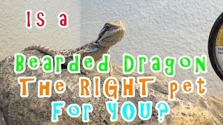 Is A Bearded Dragon The Right Pet For You [upl. by Herzog]