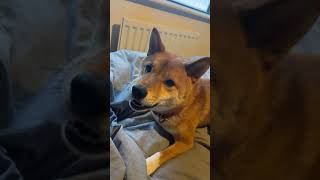 waking up to a shiba inu is chaos [upl. by Nesmat334]