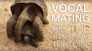 Aldabra Giant Tortoise Mating  Mauritius [upl. by Edora5]