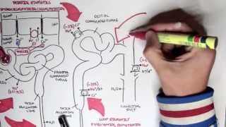 Pharmacology  Diuretics [upl. by Ednyl]