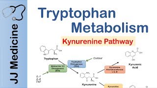 Tryptophan Metabolism Degradation and the Kynurenine Pathway [upl. by Rettke475]