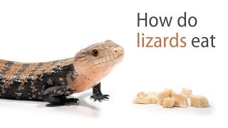 How Do Lizards Eat [upl. by Norrag35]