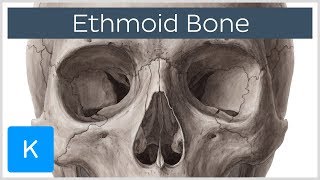 Ethmoid Bone of the Viscerocranium  Human Anatomy  Kenhub [upl. by Zaid]