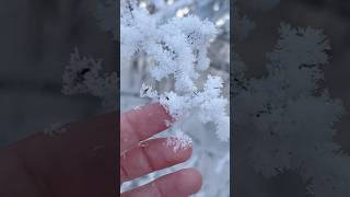 Snow Frosted branches [upl. by Naek]