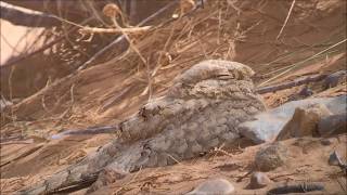 Egyptian Nightjar Morocco [upl. by Notsirt954]