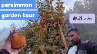 persimmon garden tour  japani fal  ll QNA video Abhishekthakur0105 [upl. by Perren]