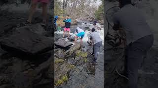 Gaspereau Fishing Exploring the Thrills of Catching Atlantic River Herring [upl. by Busey]