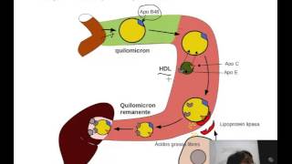 Fisiología del aparato digestivo Intestino grueso 1 [upl. by Blondelle]