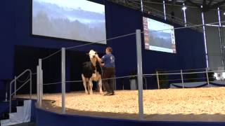 Fleckvieh x Holstein crossbreds at EuroTier 2014  BAYERNGENETIK [upl. by Nnelg]