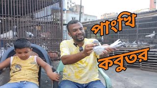 পাংখি কবুতরের উৎপত্তি কোথা থেকে আর পাংখি কবুতরের বৈশিষ্ট্য কি কি  mspigeonloft video kobutor [upl. by Aretta617]