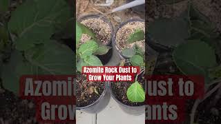 Using Azomite to Grow Your Plants shorts shortvideo farming gardening plants fertilizer [upl. by Blank]