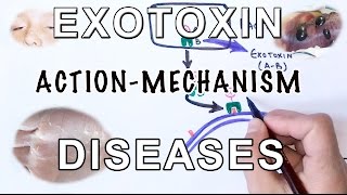 Mechanism of Exotoxin  Pathogens amp Diseases [upl. by Burch]