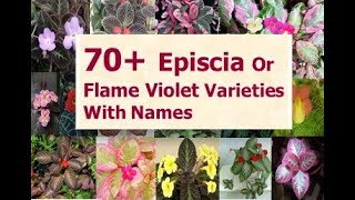 70 Varieties Episcia Plants With Names  EPISCIA  Flame Violet Plant  hanging plants [upl. by Andrew]