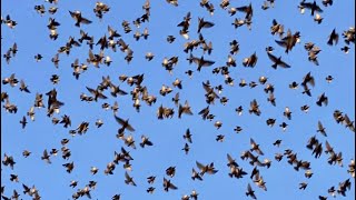 Why Birds Have Been Falling From The Sky Around The World  Decoding Bird Mass Mortality Events [upl. by Zelazny]