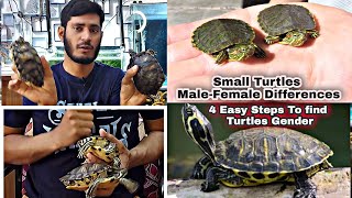 Red Eared Slider Turtle  AMAZING FACTS  You Probably didnt know [upl. by Myron]