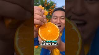 Este Agricultor Cultiva las naranjas más jugosas short fruit farming plantas agriculture [upl. by Carlile990]