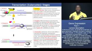 GAMSAT Gene expression  Part 2  Stages of Eukaryotic Transcription [upl. by Oribelle]