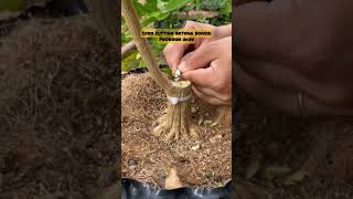 Tips Program Bonsai Cepat Jadi bonsaiunik belajarbonsai bonsaivietnam bonsai [upl. by Sitof]