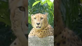 Cheetah in Singapore zoo caught me taking a video zoo animals viral [upl. by Philbert]