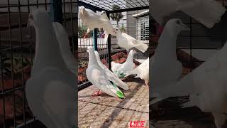 White horse Pigeon foryou attitude shortlike viral shortviral veido [upl. by Rotceh]