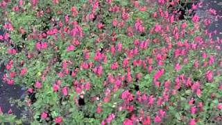 Salvia Microphylla Berzerkley  Autumn Sage [upl. by Crissie]