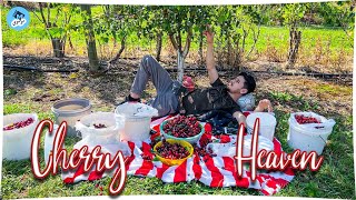 Vlog 42  ONE DAY IN CHERRY HEAVEN  Hazaragi Vlog  Melbourne Australia [upl. by Ahtnicaj514]