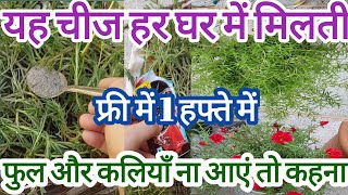 How to Portulaca plant care amp growing tip  Fertilizer Portulaca  Homemadefertilizer mossrose plant [upl. by Nired68]