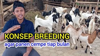 Tips Memilih Indukan yang Bagus Untuk Breeding amp Pola Beternak [upl. by Cleaves]