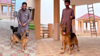 Finally Hamari German Shepherd Female Dog A Gyi [upl. by Pain]