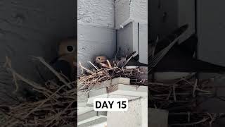 Day 15 Pigeon’s Nesting Journey – Eggs Ready to Hatch 🐦 [upl. by Arimahs296]