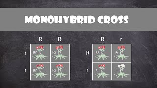 Monohybrid Cross  Genetics [upl. by Sherlock176]