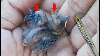 TIRANDO BERNE PARASITANDO EM FILHOTES DE PAPA CAPIM Removing parasite from baby Bird [upl. by Dynah989]