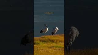 Black necked crane Tso kar Ladakh birds ladakh india birdphotography travel wildlife [upl. by Augustin]