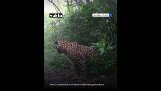 Rare Footage Male Leopard Marks Territory in Margalla Hills  Nukta [upl. by Aihsemak744]