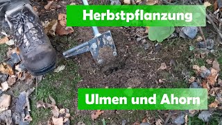 50 Setzlinge 2 Spaten  raus in den Wald [upl. by Mafalda]