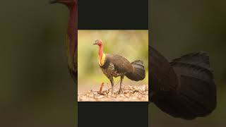 🐦☆¹⁷•² Australian Brushturkey ¹Wild Turkey ²Ocellated Turkey ✔️³Bushturkey ⁴Fowl [upl. by Aicatsan]