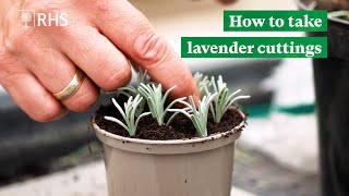 How to take lavender cuttings  The RHS [upl. by Izmar]