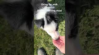 Myelin walk already working stays 9 weeks old dogtraining inthezoneagility [upl. by Luar365]