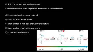 Why are amino acids called amphoteric [upl. by Anilok]