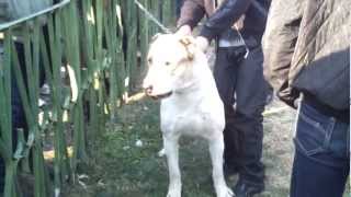 Armenian Shepherd Dog  Gampr  Wolfhound  Guard  White Cream  1 Year Old  Dog Show Armenia [upl. by Naeloj]