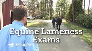 Equine Lameness Exams [upl. by Senilec]