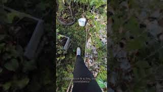 peterborough canadalife stomachhealth diy healthylifestyle gardening osg coffeebyproduct [upl. by Neenej]