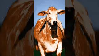 Majestic Cow in Motion cowes cowfarm bull cow viral [upl. by Haldane723]