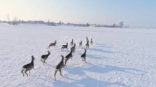 Caprioli che corrono nella neve 🦌❄️ [upl. by Helban]