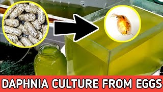 HOW TO HATCH DAPHNIA EGGS  HOW TO CULTURE DAPHNIA [upl. by Anelegna]