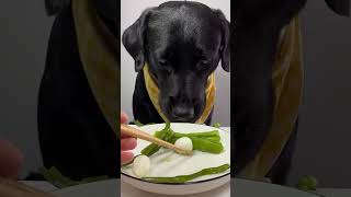 black dogs eat quail eggs and vegetables shorts pets petfood dogfood trending trending alldog [upl. by Elletsyrk430]