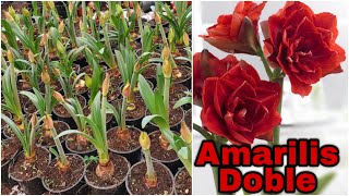 AMARILIS DOBLE TRUCO Para TENER MÁS PLANTAS y SUS CUIDADOS Hippeastrum amaryllis plantas amarilis [upl. by Ellerud]