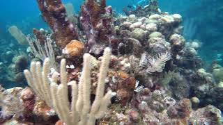 19 Cruising the Bottom Gibsons Bight Roatan Honduras [upl. by Greenwood]