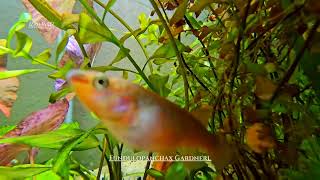 Fundulopanchax gardneri Killifish in planted aquarium [upl. by Bahner]