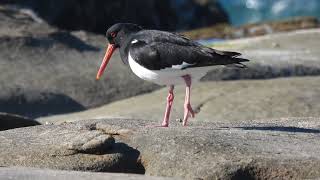 A Pied Oystercatcher being rejected by a pair of Sooty Oystercatchers [upl. by Nonnair]